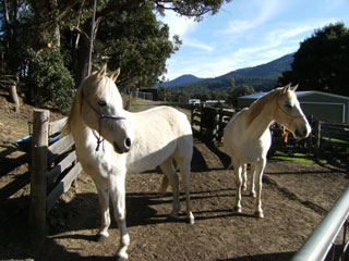 Horses after Reconnective Healing Horses after Reconnective Healing