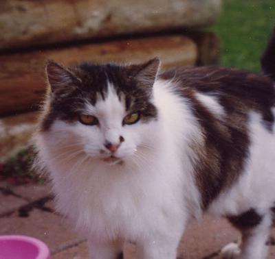 Our cat 'Burglar'  (we haven't received a picture of Pepe yet)